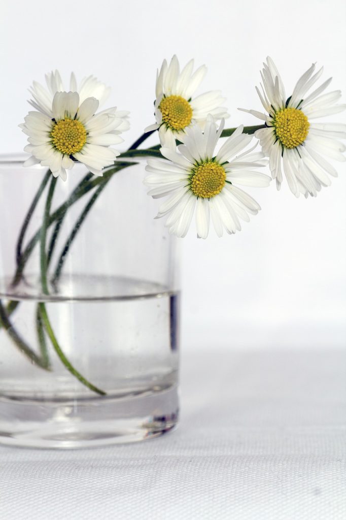 flowers, vase, daisies-646637.jpg